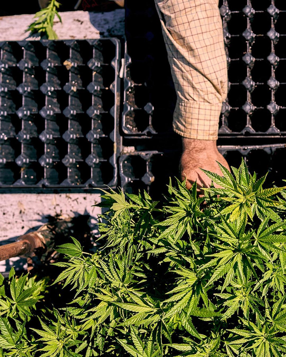 Overhead shot of a man's arm, trays, and cannabis plants. The man wears a plaid shirt with short sleeves, and the plants are lush and green.