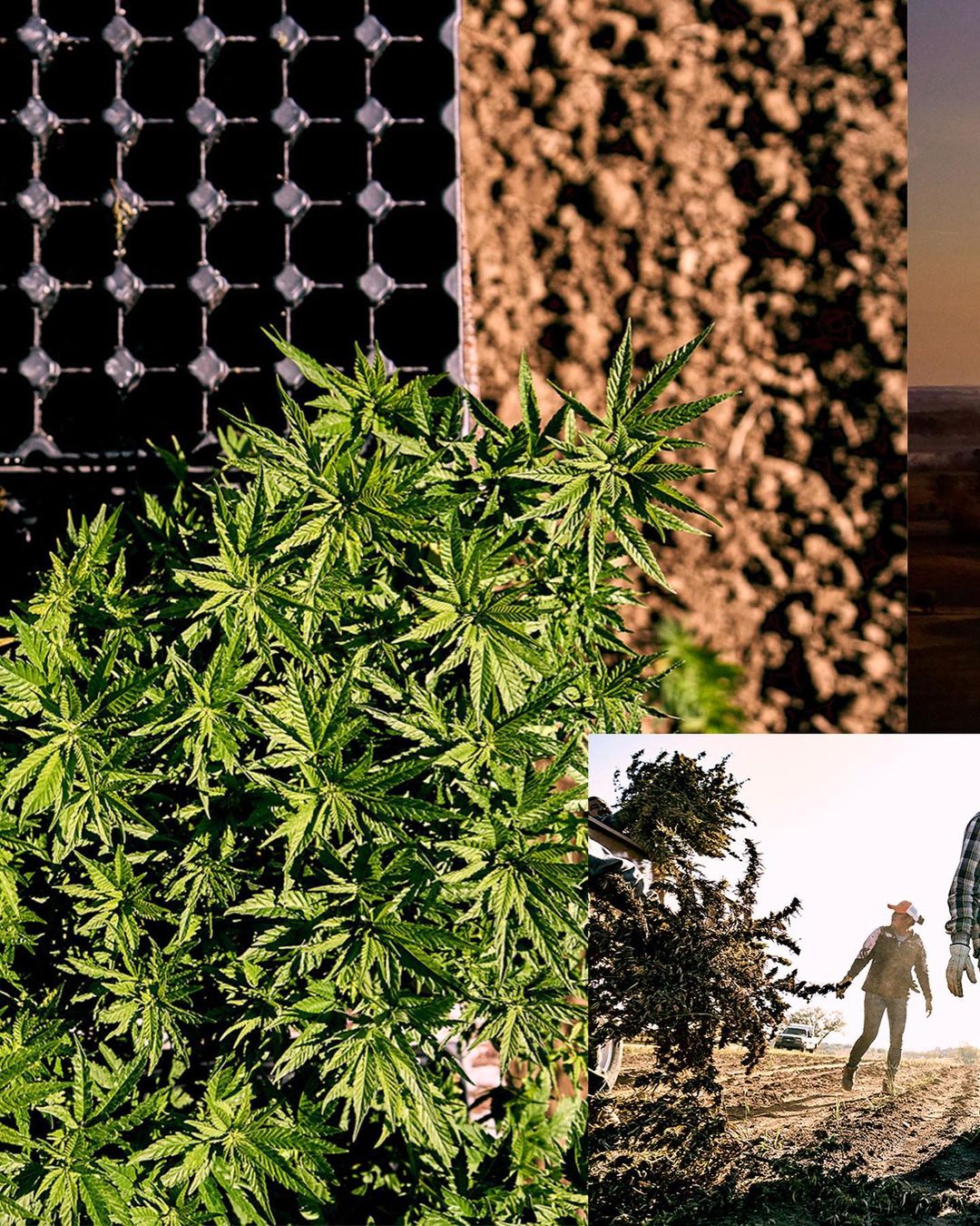 A collage featuring a cannabis plant, tilled soil, solar panel, and farmers working in a field, under bright sunlight conditions.