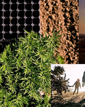 A collage featuring a cannabis plant, tilled soil, solar panel, and farmers working in a field, under bright sunlight conditions.