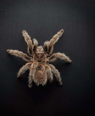 Overhead shot of a large Chilean rose tarantula with hairy legs on a dark background in a studio setting, showcasing its detailed texture.
