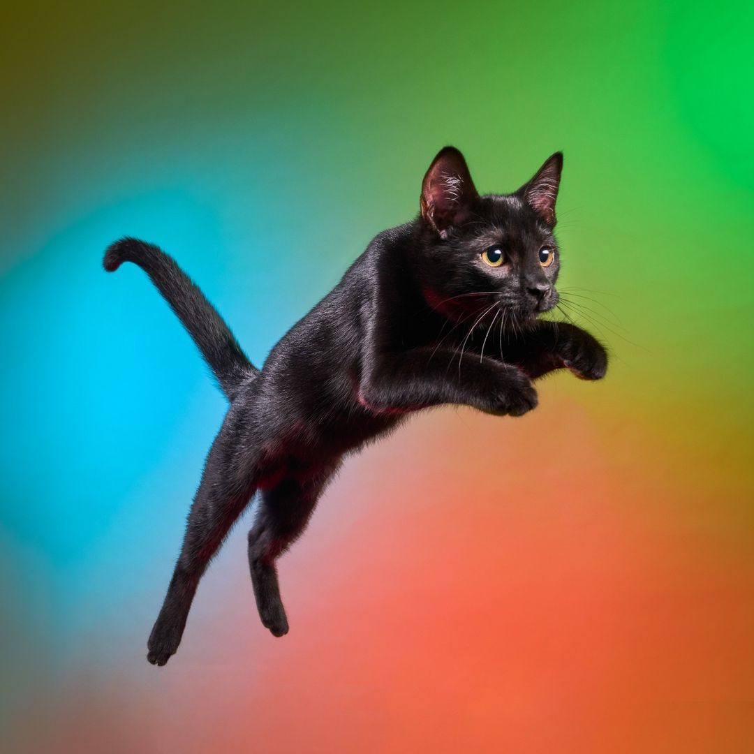 A black cat is leaping with outstretched paws against a gradient background of red, blue, and green in a brightly lit studio shot.