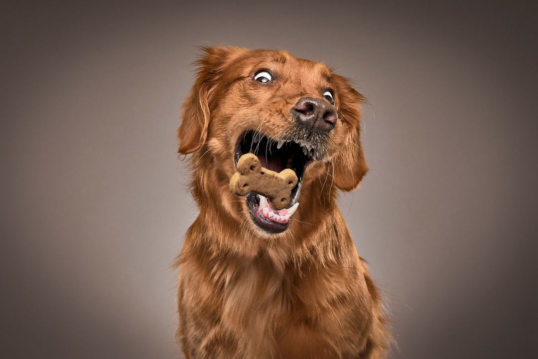 Golden retriever catches bone-shaped biscuit mid-air in a funny studio portrait with a taupe background and a close-up shot.