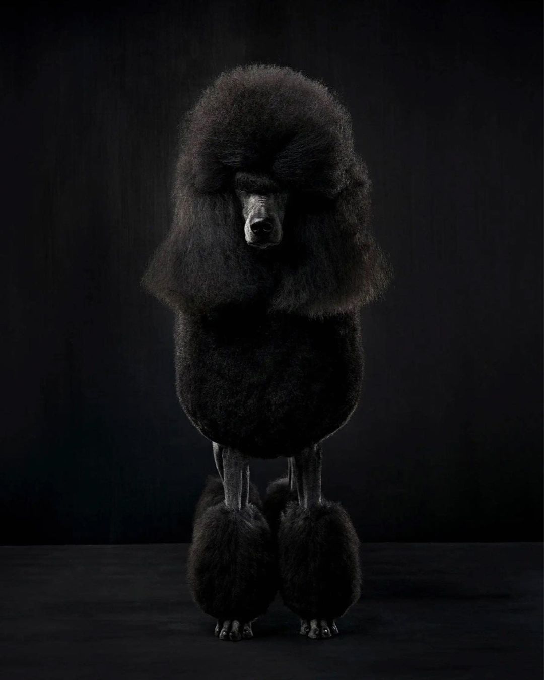Portrait of a black standard poodle standing in a photo studio. The dog has a luxurious coat and is the main focus against a black backdrop.