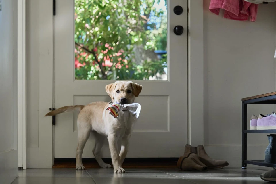 A yellow Labrador puppy standing indoors near a white door with a multicolored cloth object in its mouth, looking directly at the camera.
