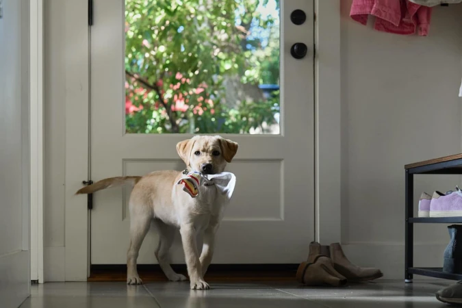 A yellow Labrador puppy standing indoors near a white door with a multicolored cloth object in its mouth, looking directly at the camera.