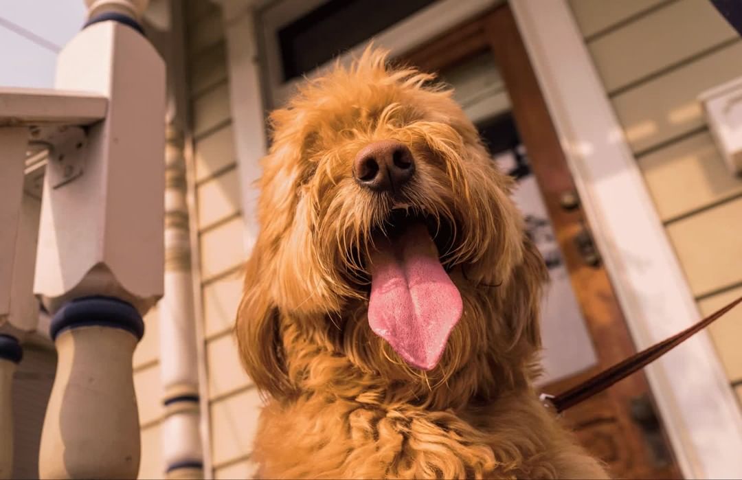 Close-up of a fluffy golden dog with its tongue hanging out, standing on a porch with white railings and siding on a sunny day.
