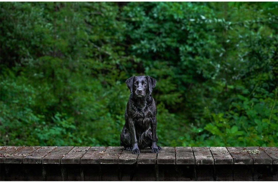 A glossy black Labrador sits alertly on a wooden platform with a dense green forest in the background, creating a natural, serene portrait.