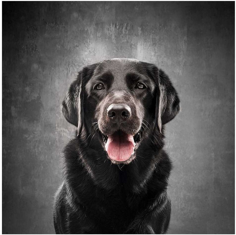 Close-up portrait of a black Labrador Retriever dog against a mottled gray background, showcasing its shiny coat and expressive eyes.