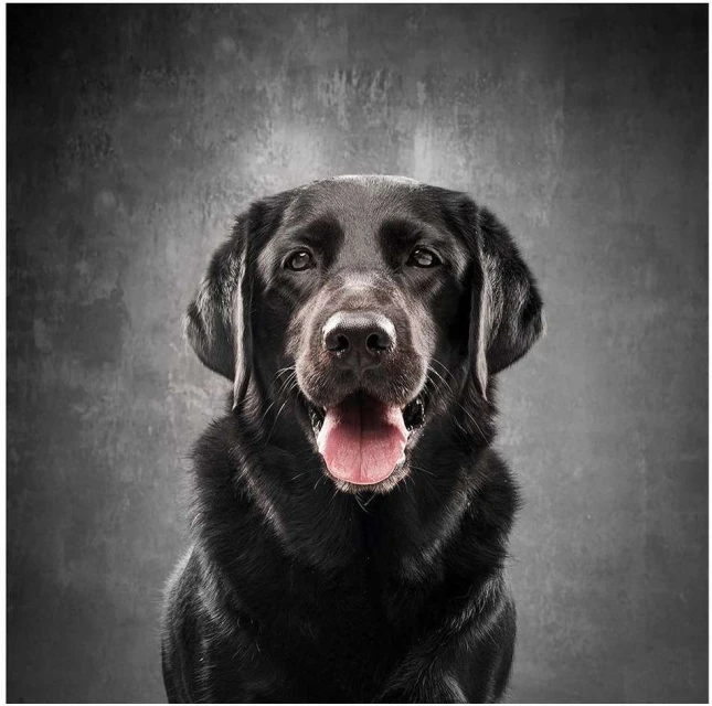 Close-up portrait of a black Labrador Retriever dog against a mottled gray background, showcasing its shiny coat and expressive eyes.