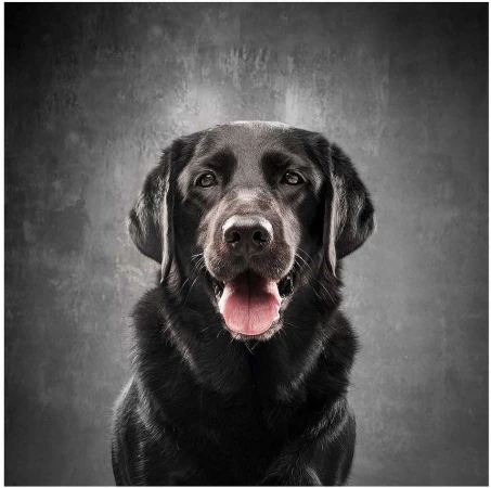 Close-up portrait of a black Labrador Retriever dog against a mottled gray background, showcasing its shiny coat and expressive eyes.
