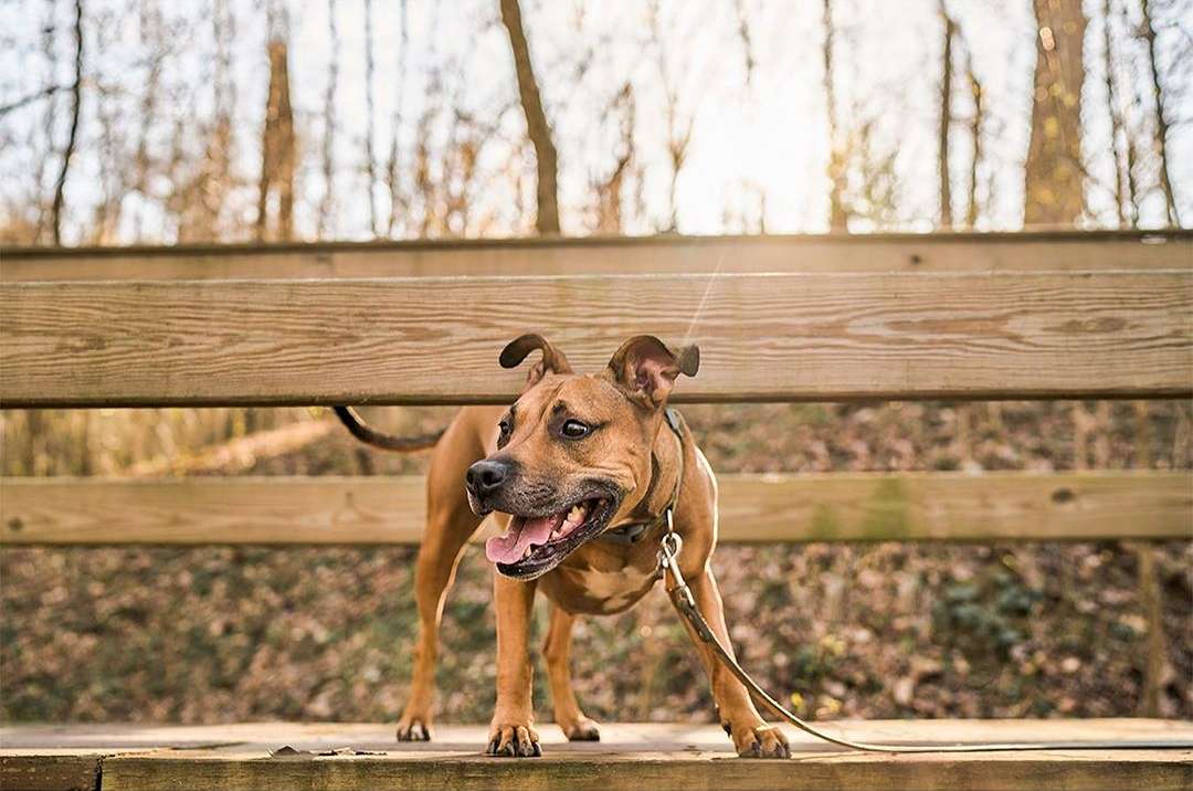 Tan-colored dog on a wooden bridge in a forest, standing with its mouth open and tongue out, wearing a harness and leash.