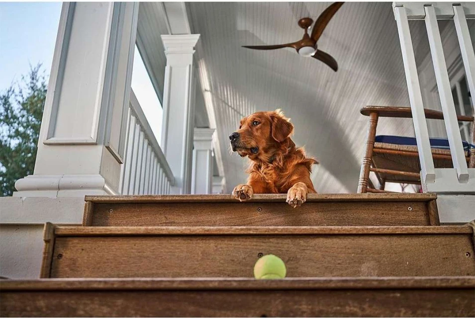 Golden Retriever dog sits on wooden porch steps, paws resting on the edge, a tennis ball on the step below, with white porch railings.