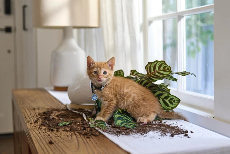 Ginger kitten with a blue collar stands in front of a window on a wood table next to a plant in soil that has spilled out.