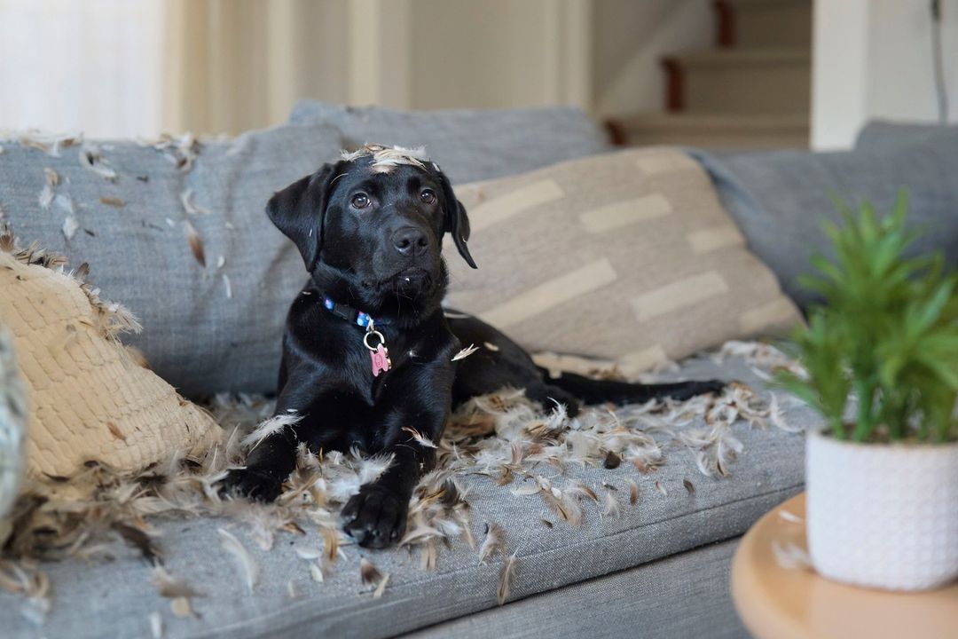 A black Labrador puppy is lying down on a grey couch covered in white feathers inside a brightly lit living room. The puppy is looking at the camera.