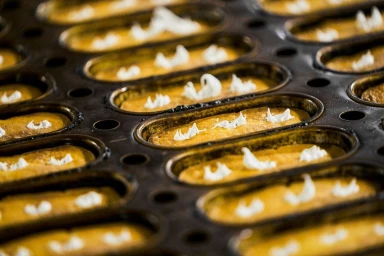 Industrial baking pan filled with rows of small golden cakes topped with white frosting dollops.