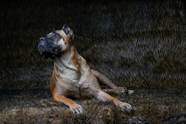 Fawn and black mastiff dog lying on a dark textured furry background in Chicago