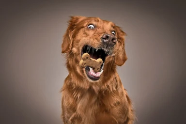 Close-up of a golden retriever catching a dog biscuit in its wide open mouth with a humorous expression against a grey studio backdrop
