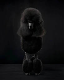 A black standard poodle with a classic show cut standing symmetrically against a dark background