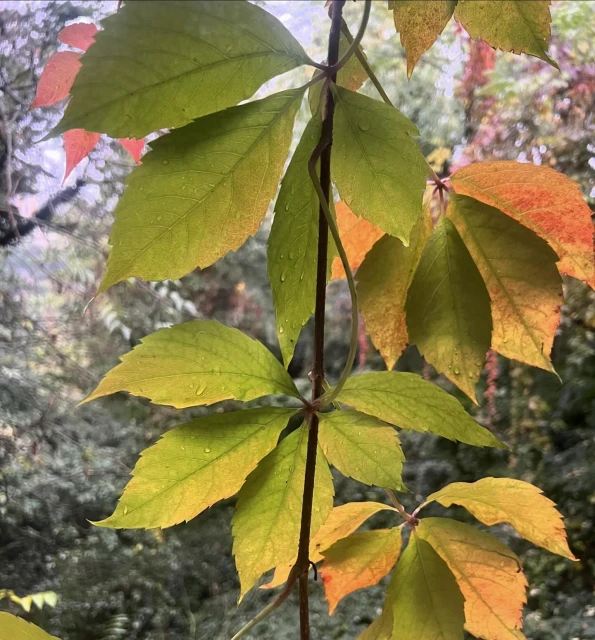 Close-up of Virginia creeper leaves showcasing autumn colors, with a blurred background of foliage, creating a natural and vibrant scene.