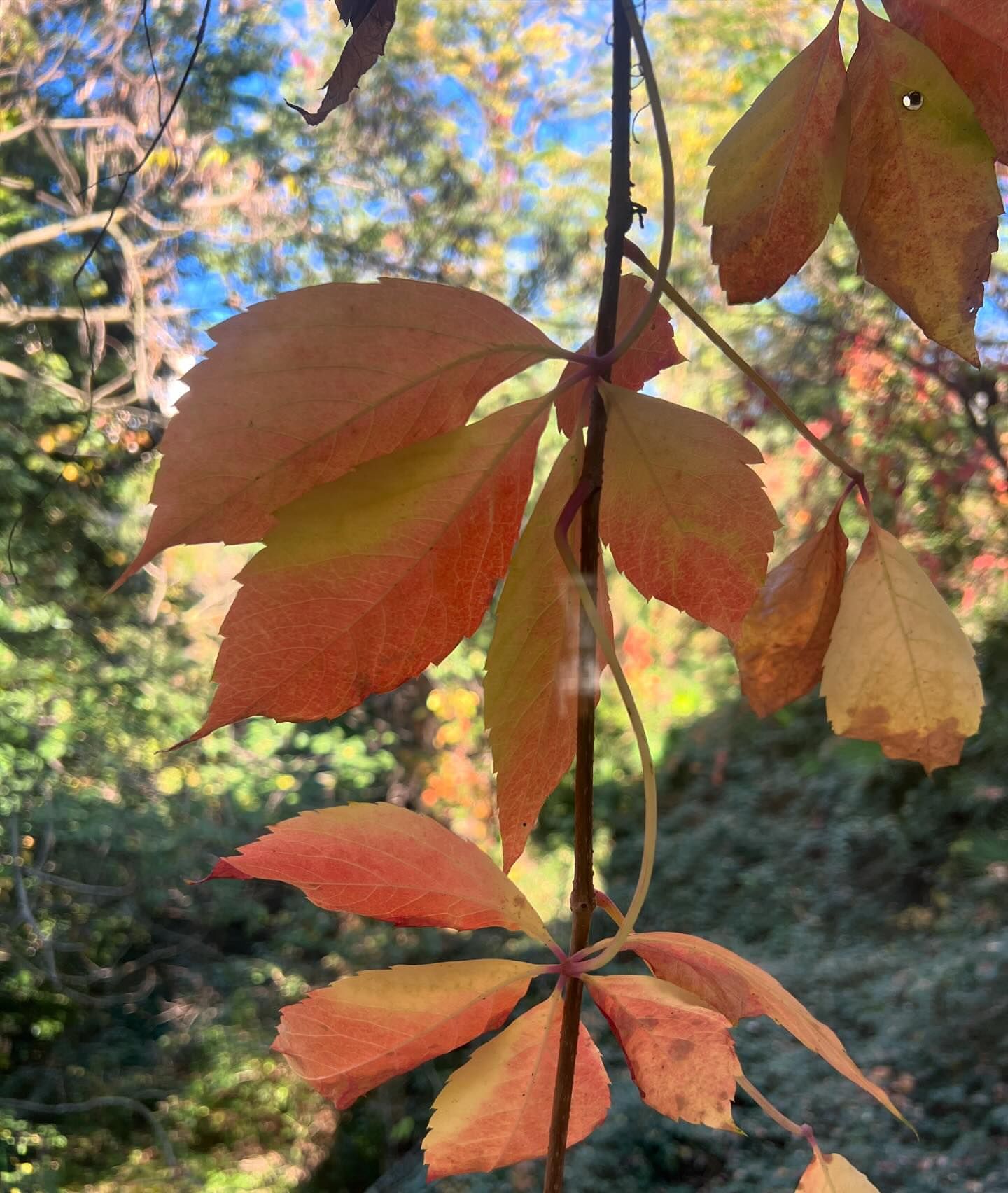 Close-up photograph of a vine with leaves exhibiting vibrant orange and yellow hues against a blurred background of greenery.