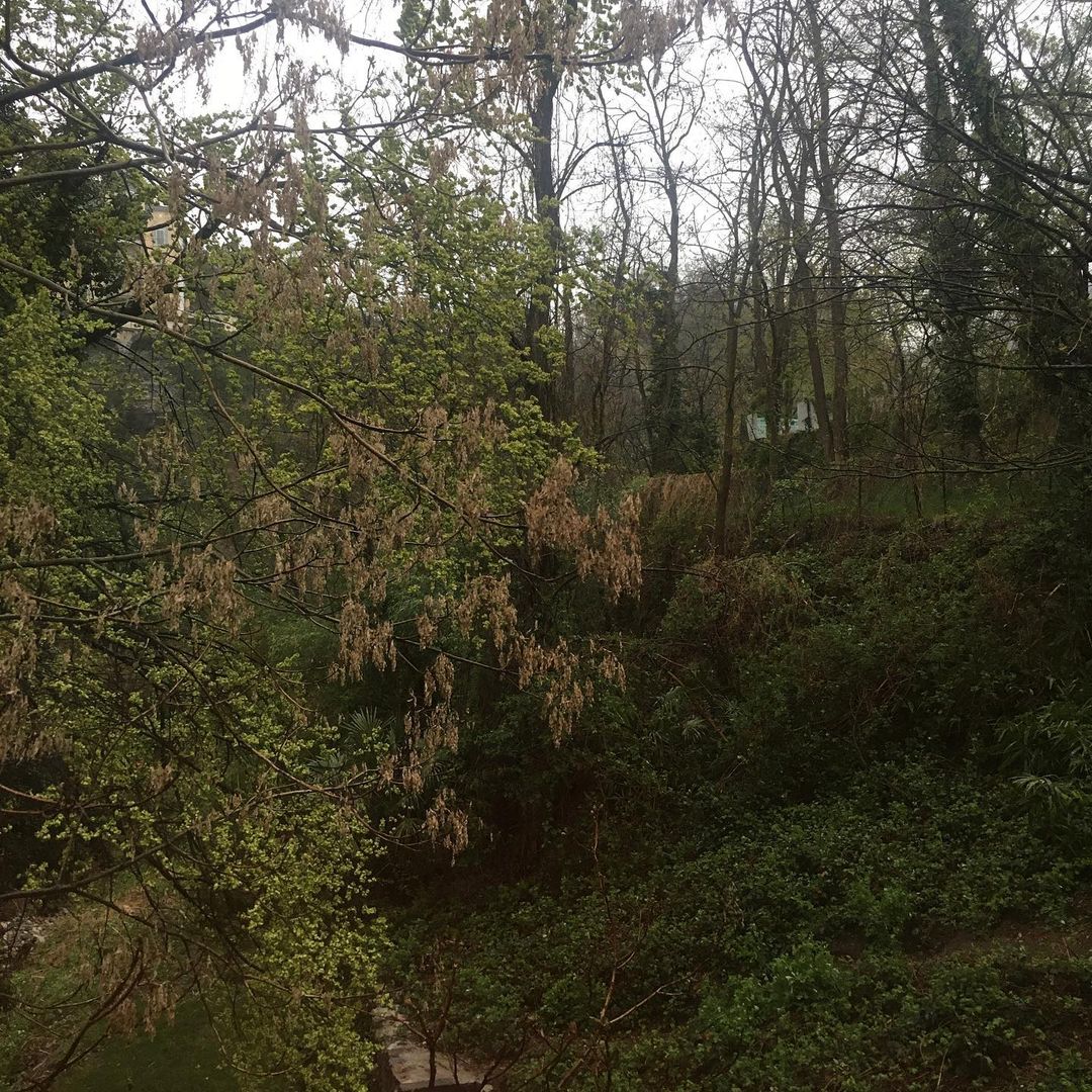 Overcast day in the forest with trees and greenery. Woodland scene with dense foliage and bare branches, creating a natural, quiet atmosphere.