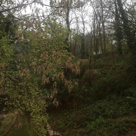 Overcast day in the forest with trees and greenery. Woodland scene with dense foliage and bare branches, creating a natural, quiet atmosphere.