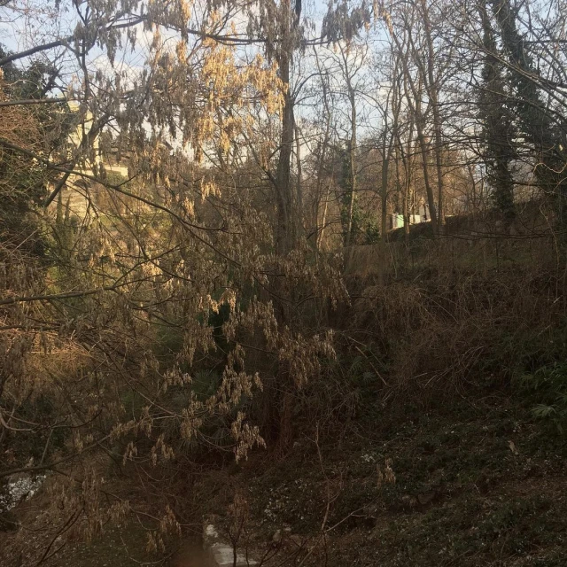 Scenic view of bare trees in a dense forest during winter, featuring a small stream and lush green foliage. Sunlight filters through the branches.