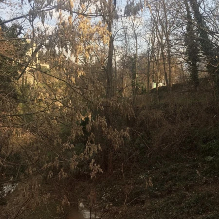 Scenic view of bare trees in a dense forest during winter, featuring a small stream and lush green foliage. Sunlight filters through the branches.