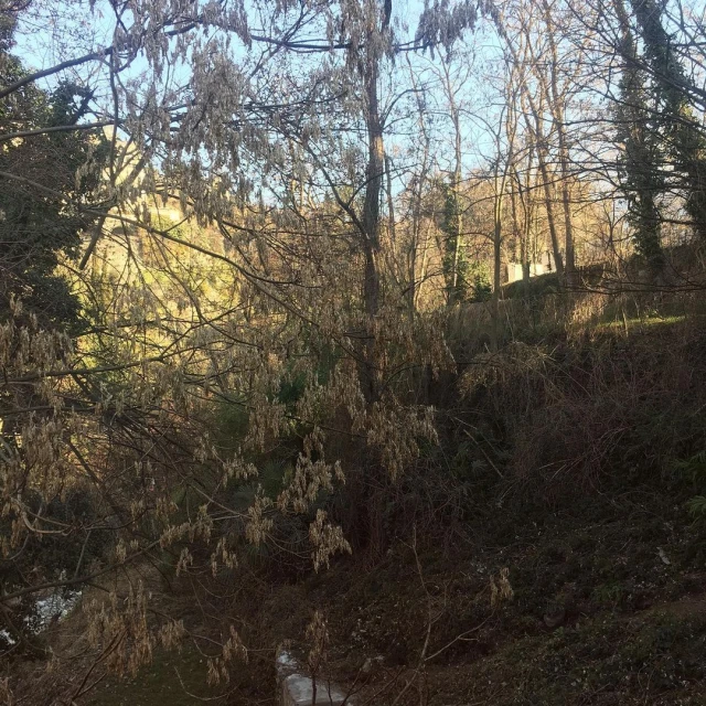 Tranquil nature scene: leafless trees stand against a backdrop of a sunlit hillside with early morning light and varied textures.