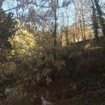 Tranquil nature scene: leafless trees stand against a backdrop of a sunlit hillside with early morning light and varied textures.