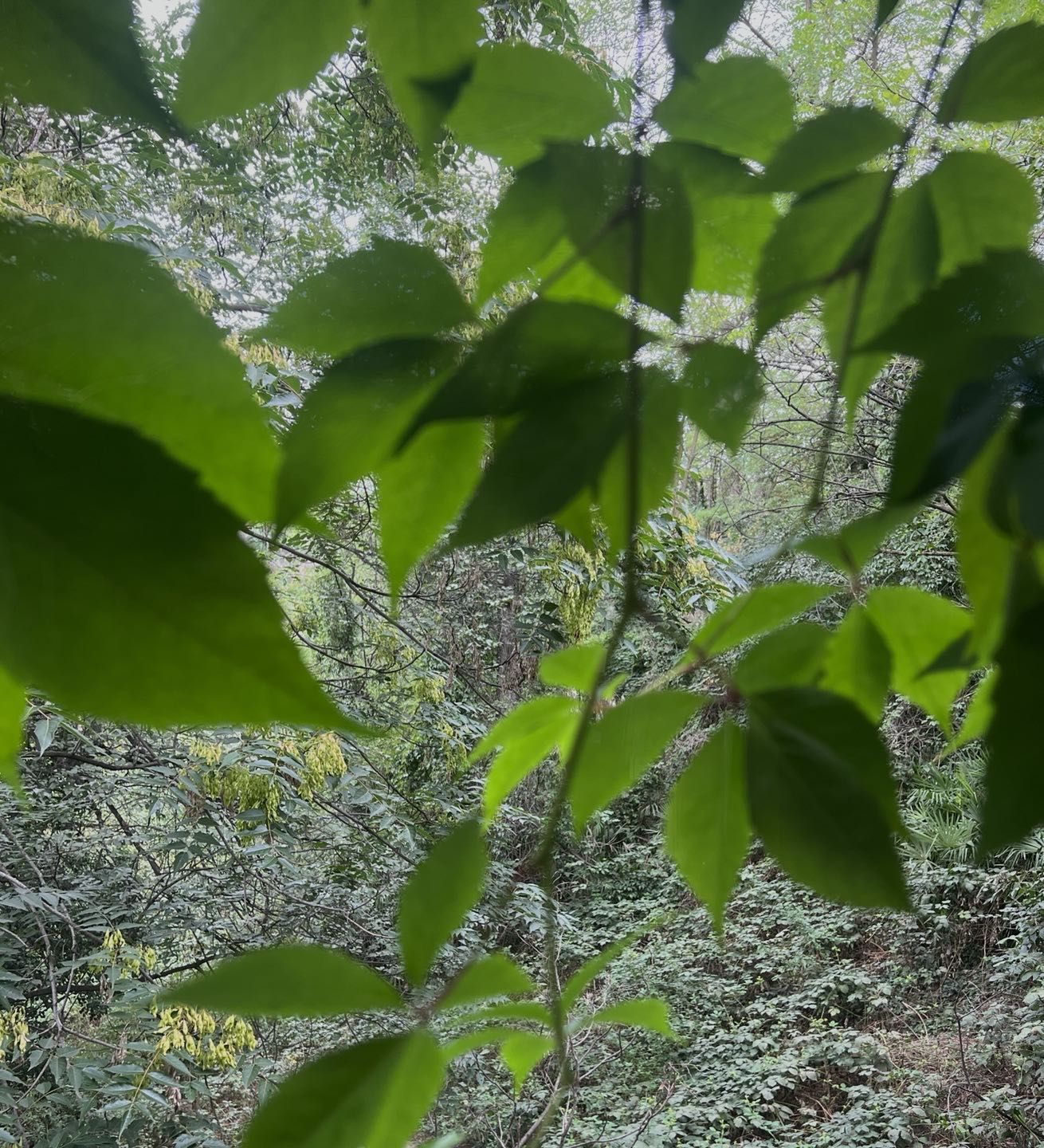 Close-up of vibrant green leaves and tree branches filling the frame, with a soft-focus forest background during daytime.