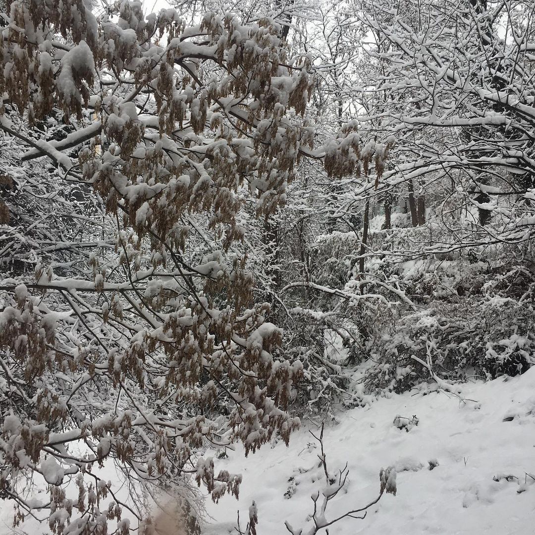 Snow-covered trees in a dense forest create a wintery landscape scene, highlighting nature's serene beauty after a snowfall.