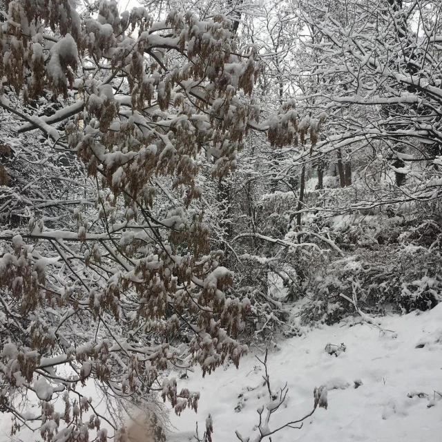 Snow-covered trees in a dense forest create a wintery landscape scene, highlighting nature's serene beauty after a snowfall.