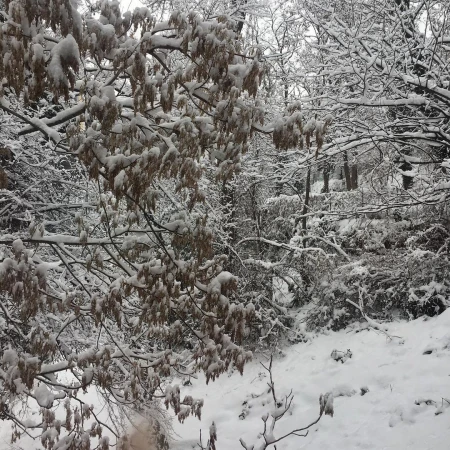 Snow-covered trees in a dense forest create a wintery landscape scene, highlighting nature's serene beauty after a snowfall.