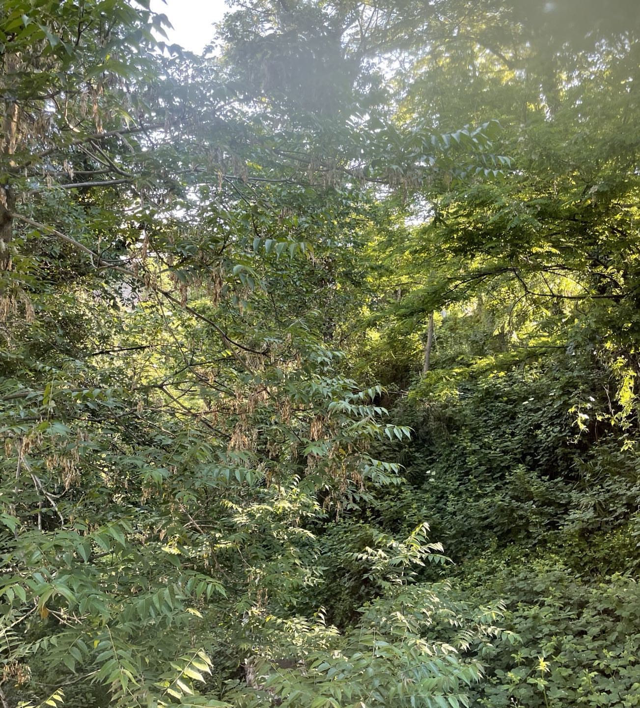 Lush green foliage and trees fill the frame, creating a dense forest scene with a sunlit opening in the canopy.