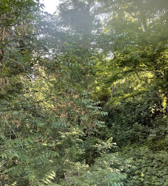 Lush green foliage and trees fill the frame, creating a dense forest scene with a sunlit opening in the canopy.