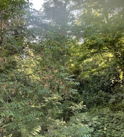 Lush green foliage and trees fill the frame, creating a dense forest scene with a sunlit opening in the canopy.