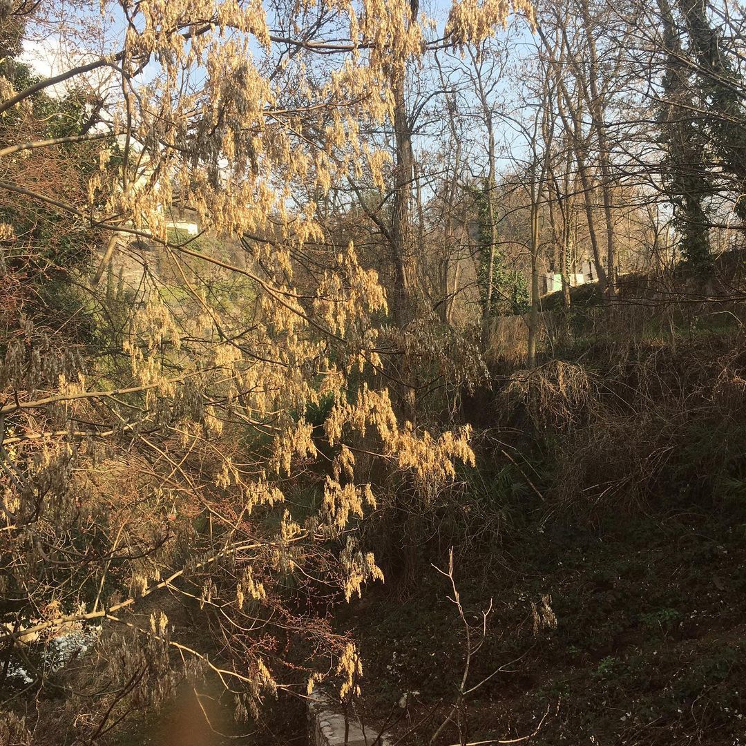 Early spring view through tree branches with budding yellow flowers, looking out into a forest with a light blue sky above.