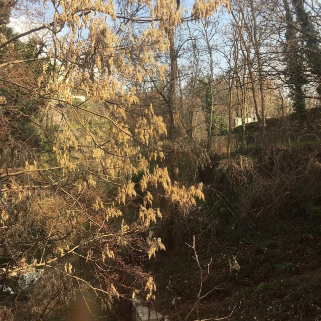 Early spring view through tree branches with budding yellow flowers, looking out into a forest with a light blue sky above.