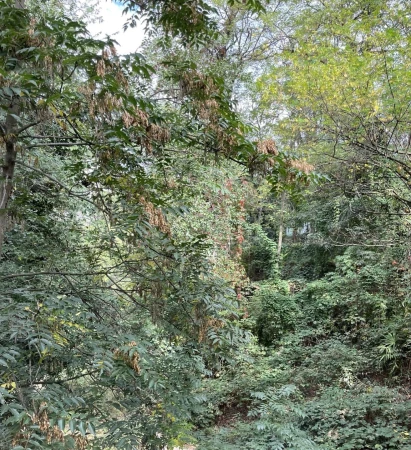 Lush green forest scene with dense foliage and dappled sunlight filtering through the trees, creating a serene natural environment.