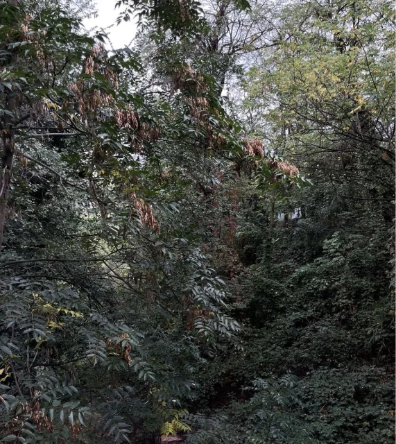 Dense foliage and trees fill the frame, showcasing a nature scene with lush greenery and a variety of leafy plants in daylight.