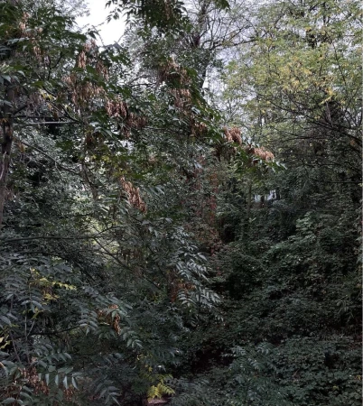 Dense foliage and trees fill the frame, showcasing a nature scene with lush greenery and a variety of leafy plants in daylight.