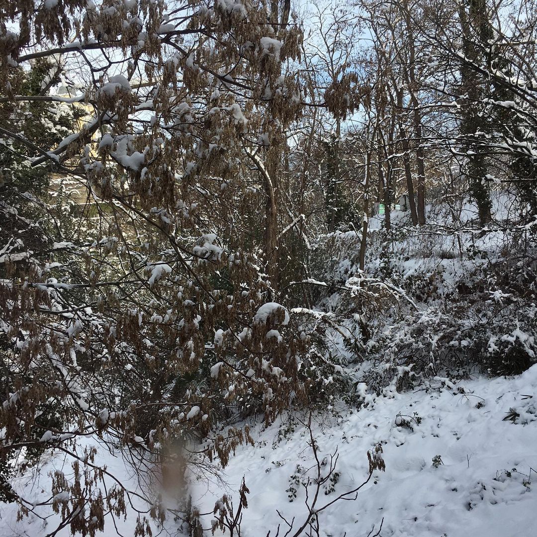 Winter landscape featuring snow-covered trees and foliage, creating a peaceful and serene outdoor scene. Branches are heavy with snow.