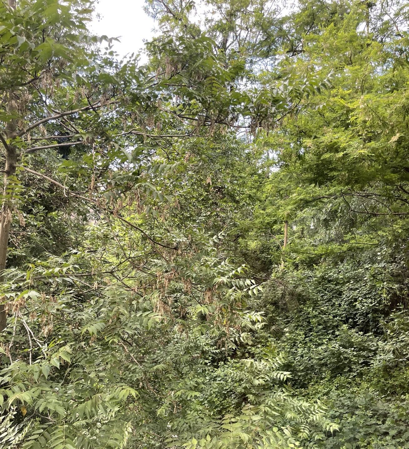 Lush green foliage fills the frame in a forest scene, showcasing dense vegetation, varied leaf textures, and natural lighting.