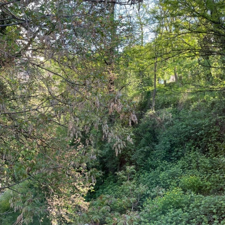 Sunlit forest scene with lush green foliage, mature trees, and vibrant light filtering through branches creating a natural setting.