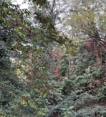 Lush foliage fills the frame, featuring a variety of green trees and plants, with hints of red foliage interspersed in an outdoor setting.