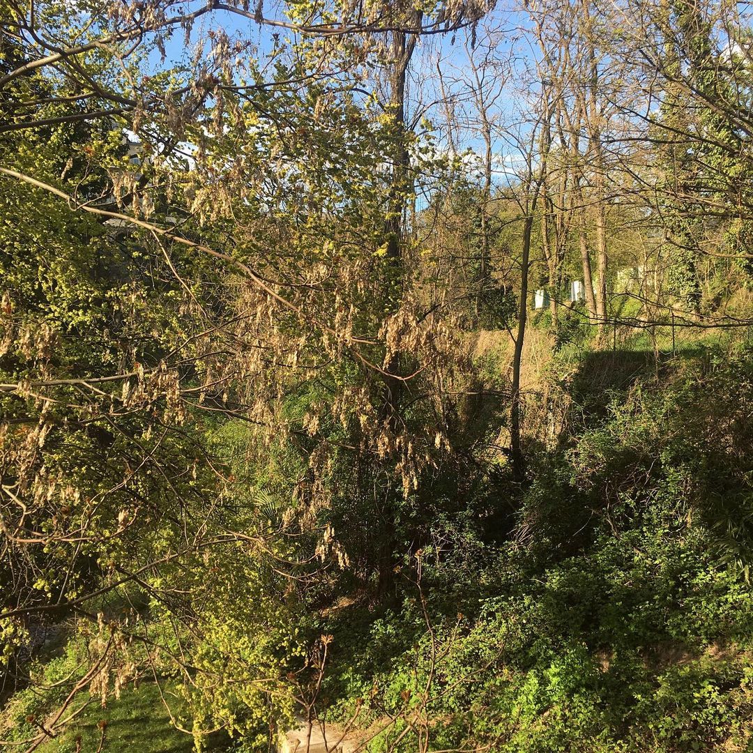 Scenic outdoor view of trees with green and brown foliage and shrubbery creating a lush natural environment with a blue sky overhead.