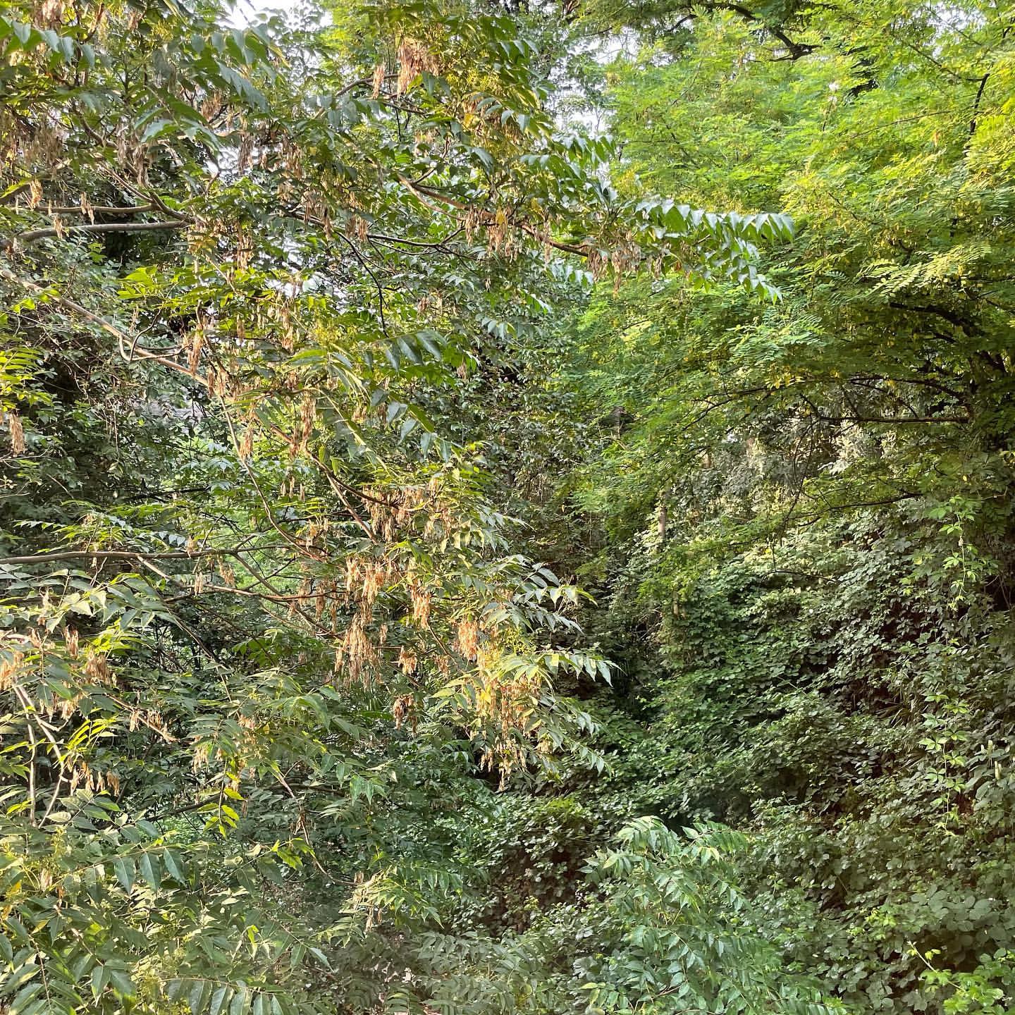 Lush greenery fills the frame, showcasing a dense collection of trees and vines in verdant shades of green, creating a natural outdoor setting.