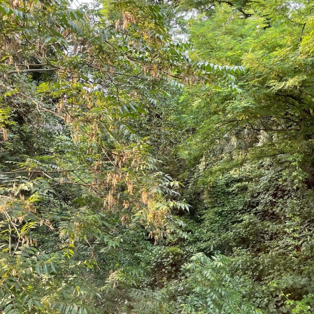 Lush greenery fills the frame, showcasing a dense collection of trees and vines in verdant shades of green, creating a natural outdoor setting.