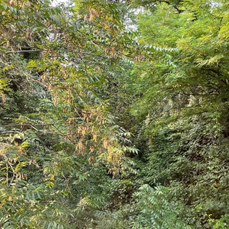 Lush greenery fills the frame, showcasing a dense collection of trees and vines in verdant shades of green, creating a natural outdoor setting.